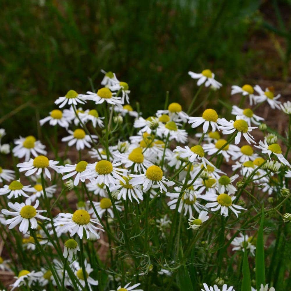 instagram/reasonablygoodlife