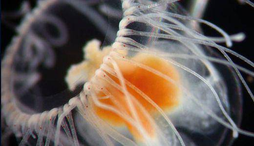 Cebimar-USP/@A. E. Migotto via oceanconservancy.org