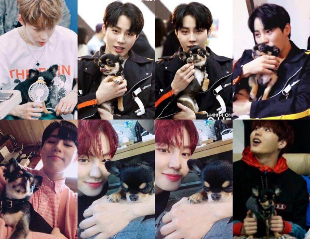 cafe.daum.net/WannaOneOfficial