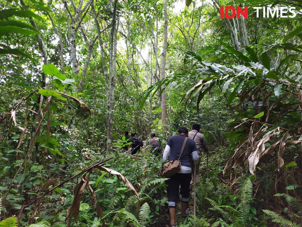 Jelajah hutan di Teluk Sumbang di Berau (IDN Times/Yuda Almerio)