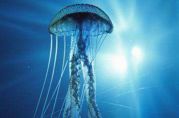 immortal-jellyfish.com