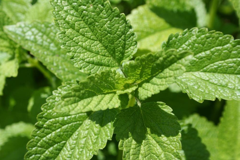 shop.aromatichealthcare.com