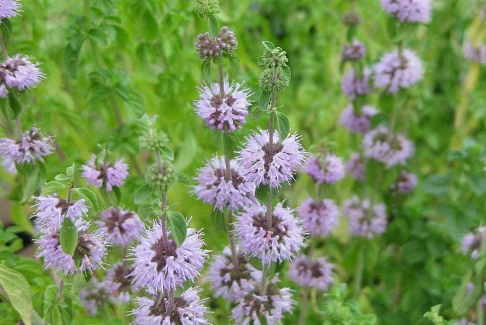 herdade-valecovo.com