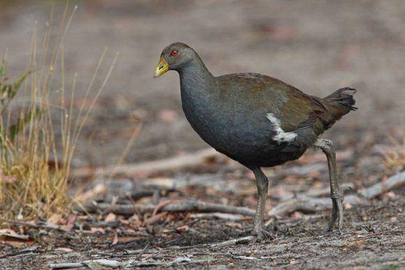 birdlife.org.au