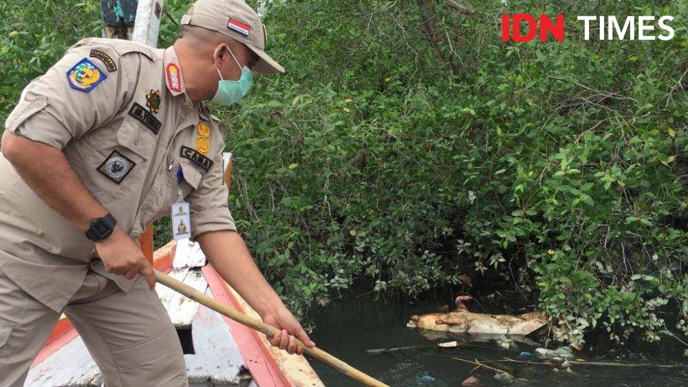 Camat Medan Marelan M Yunus mengevakuasi bangkai babi ke daratan dengan alat seadanya (IDN Times/Prayugo Utomo)
