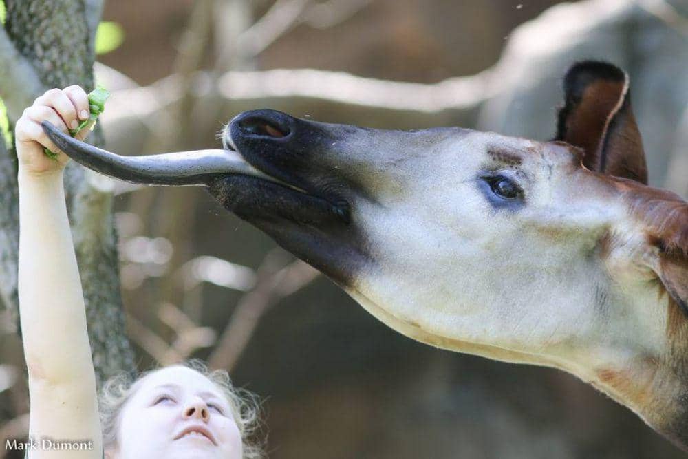 twitter.com/CincinnatiZoo