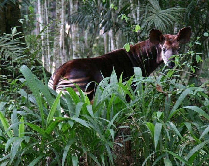 africageographic.com