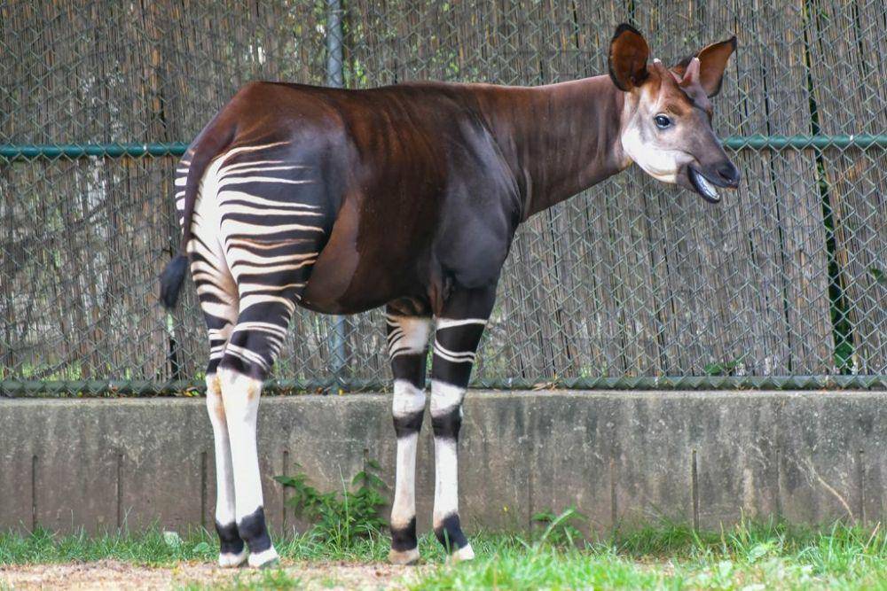 marylandzoo.org