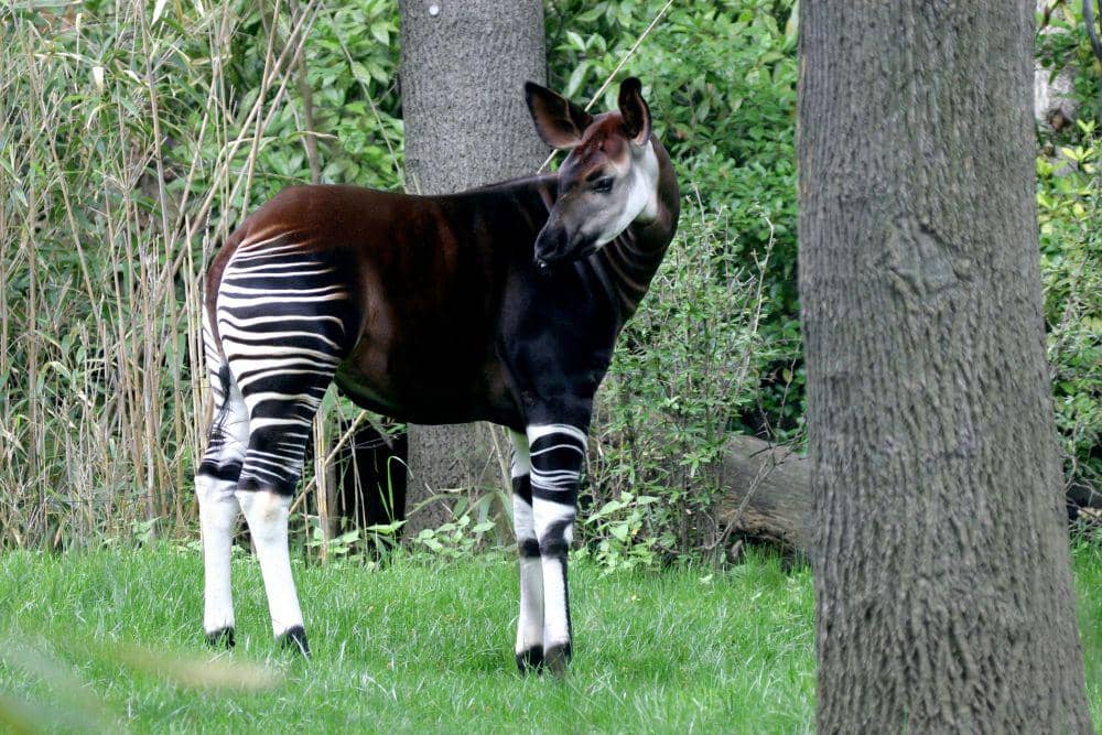 dekleineokapi.wordpress.com