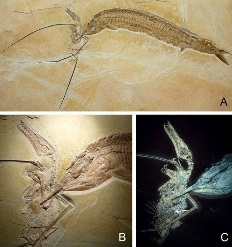 Wikimedia Commons/Eberhard Frey dan Helmut Tischlinger via ranker.com