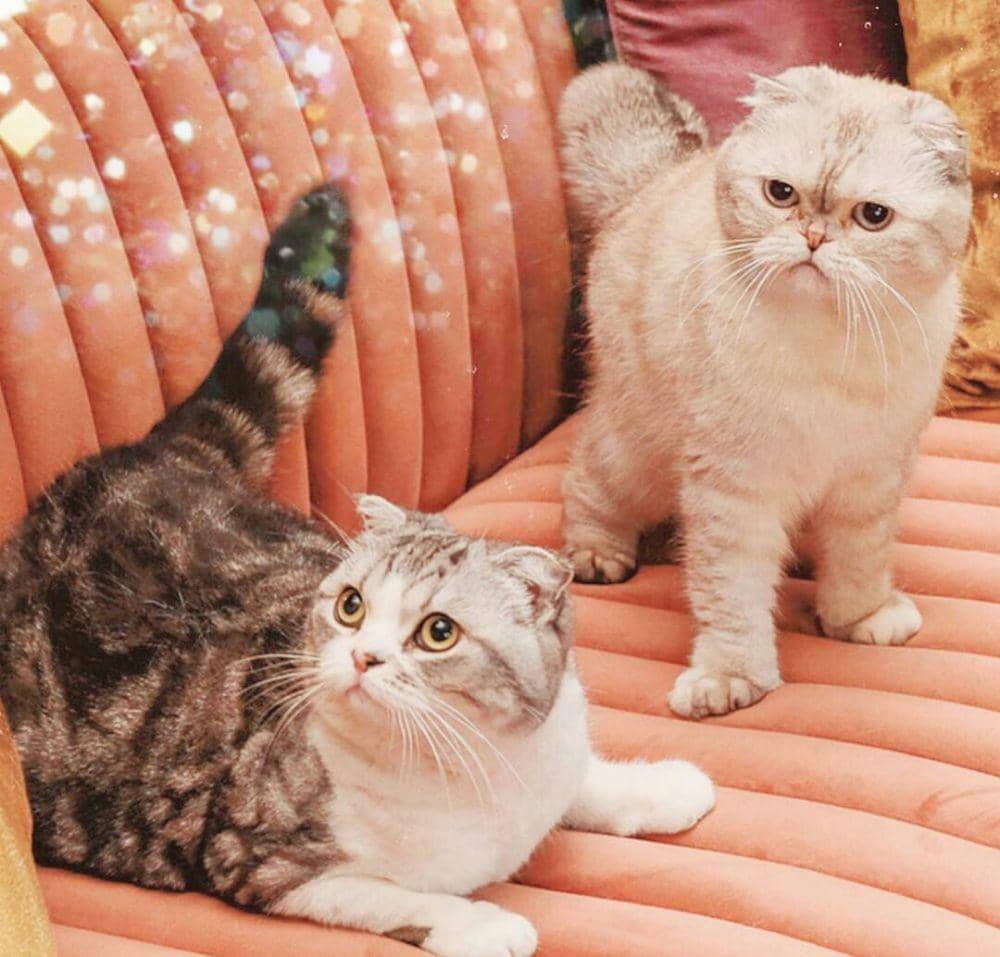 Instagram.com/taylorswift