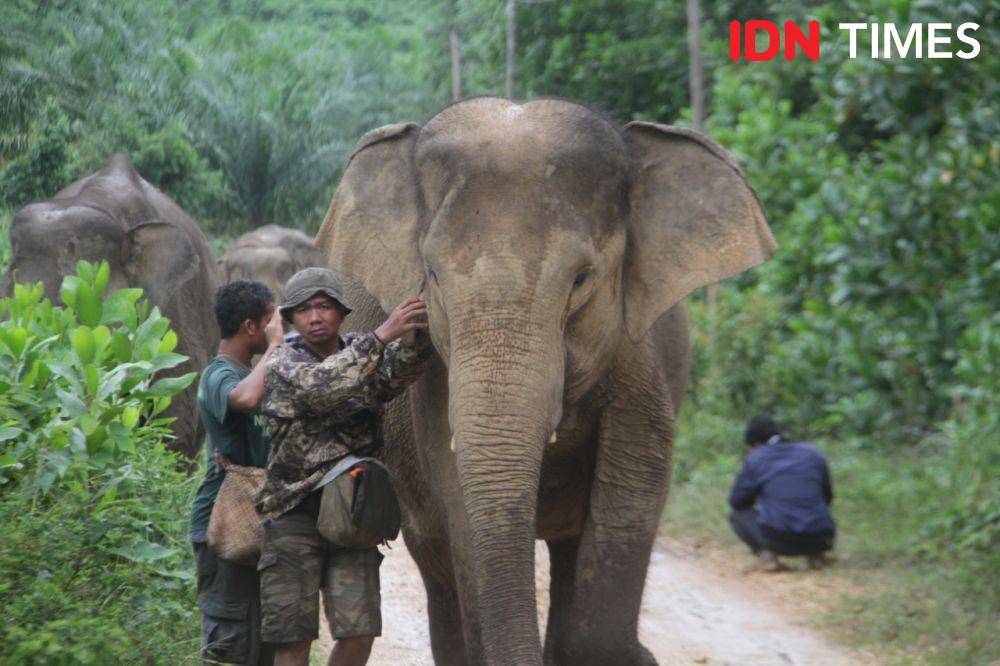 IDN Times/Prayugo Utomo