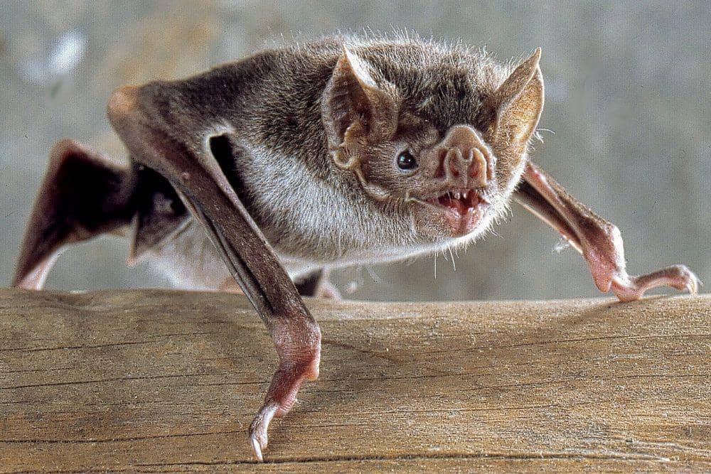 Wikimediacommons/uwe schmidt