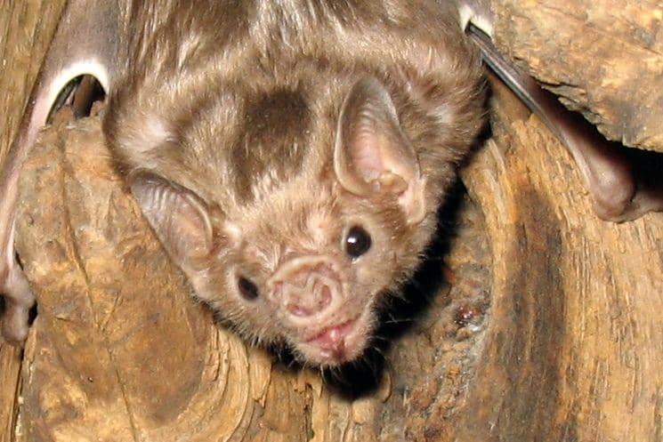 Wikimediacommons/gcarter2