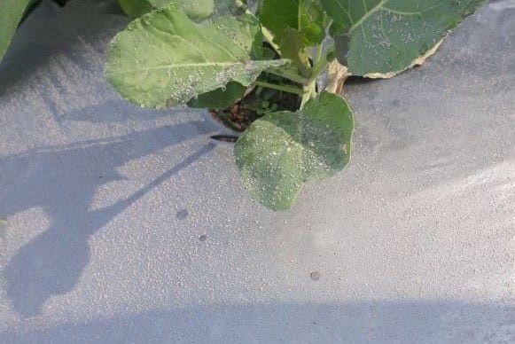 Hujan abu vulkanik tipis di Tlogolele, Boyolali. Twitter/MMCfm