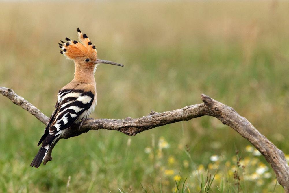 voice.gardenbird.co.uk