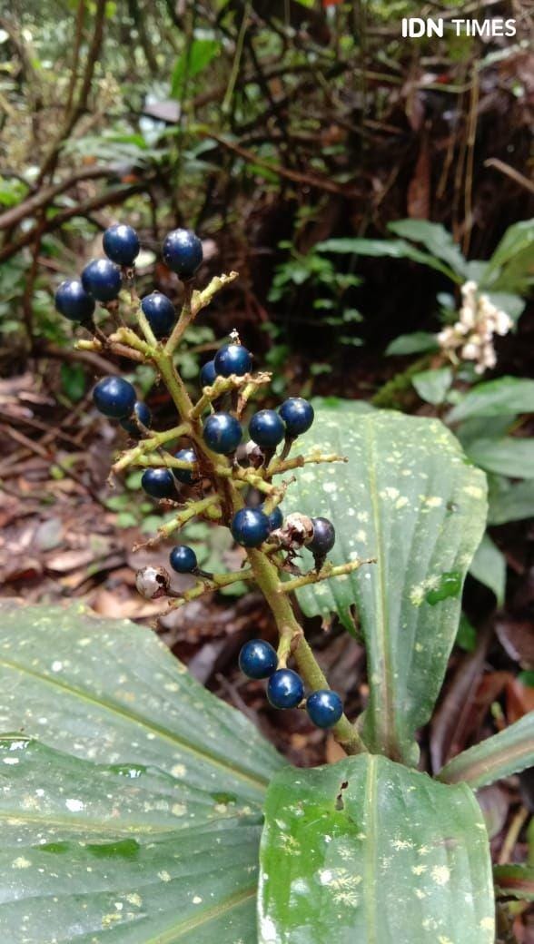 IDN Times/Indah Permata Sari