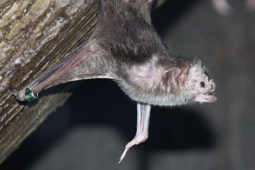 Wikimediacommons/ltshears