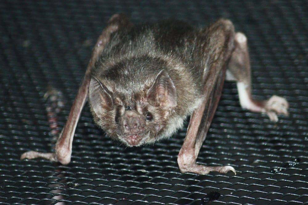 Wikimediacommons/ltshears