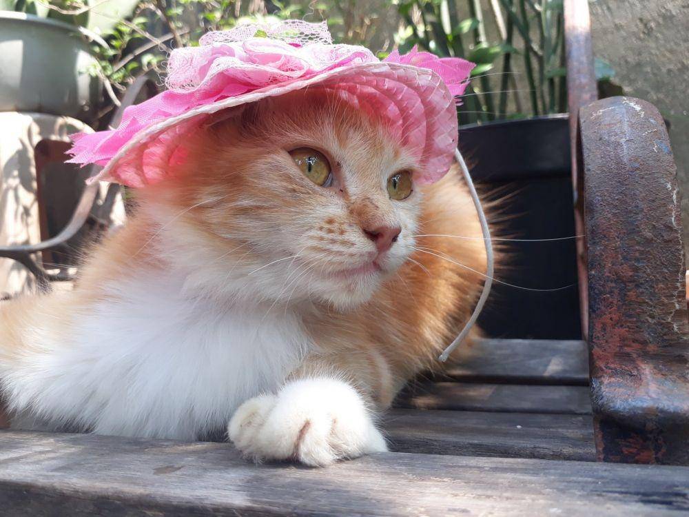 Twitter.com/pawang__kucing