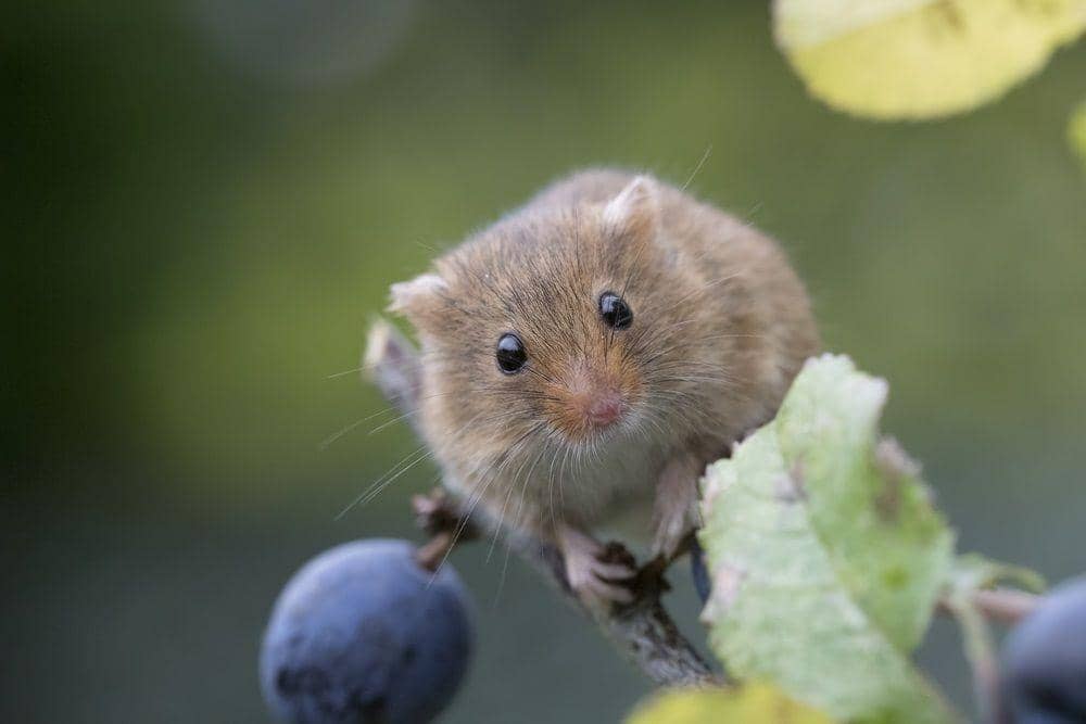 laboratoryequipment.com