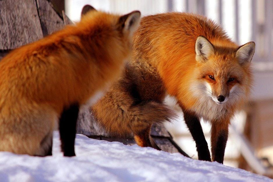 Pixabay/jackknifes-6658034