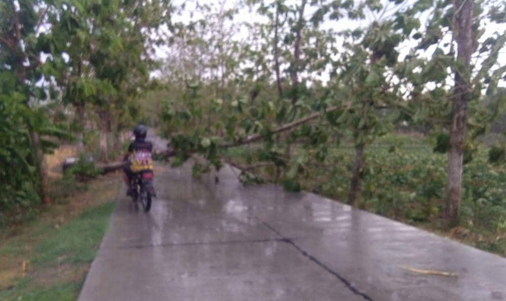Pohon tumbang ke jalan dan mengakibatkan warga terganggu saat melintas. IDN Times/ Dok. Istimewa