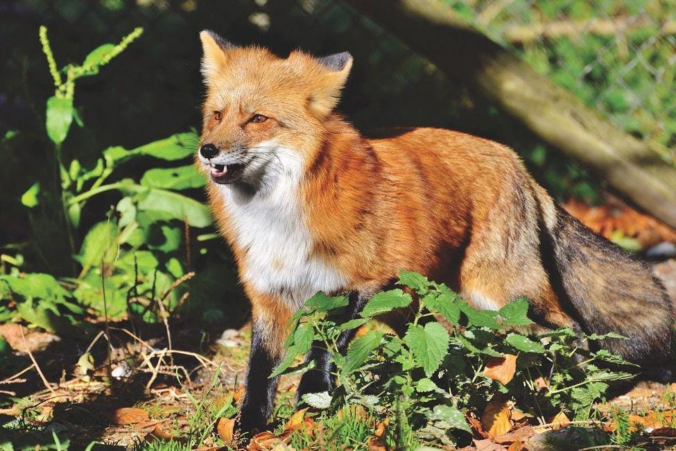 Pexels/capri23auto-407274