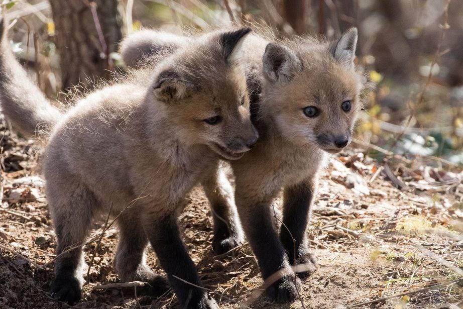 Wikimediacommons/U.S. Fish and Wildlife Service Headquarters