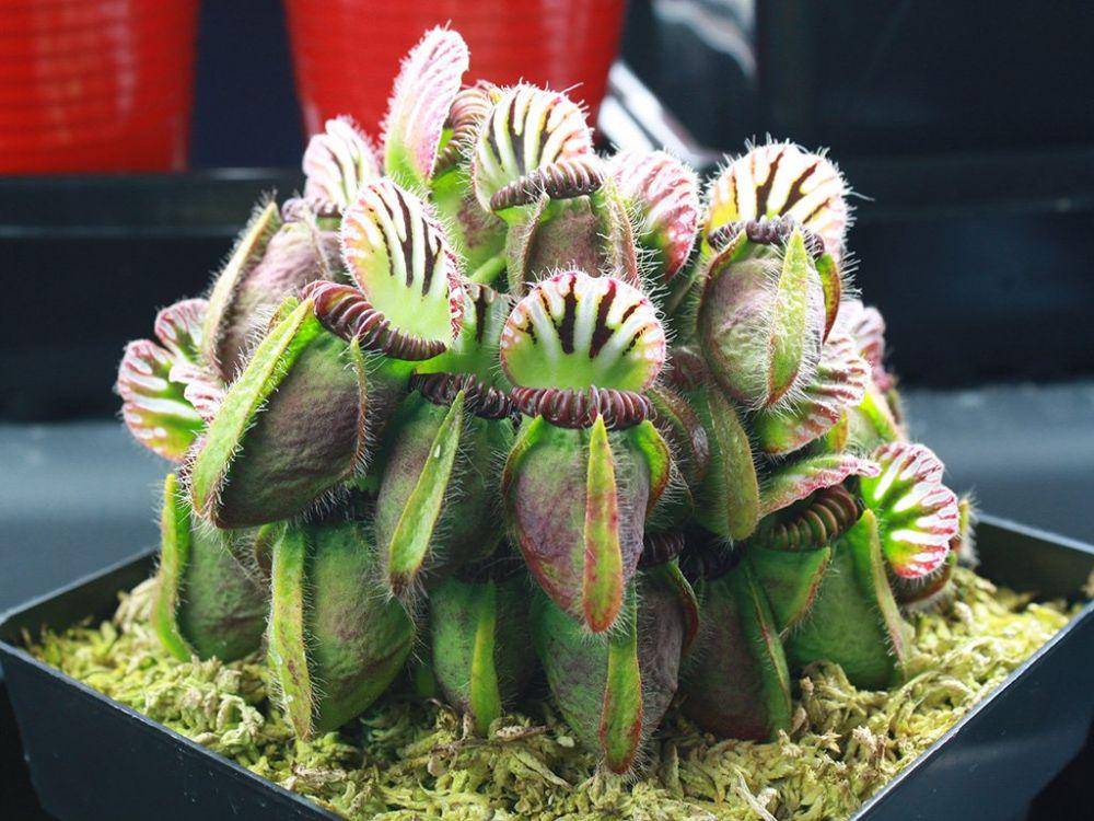 carnivorousplantresource.com