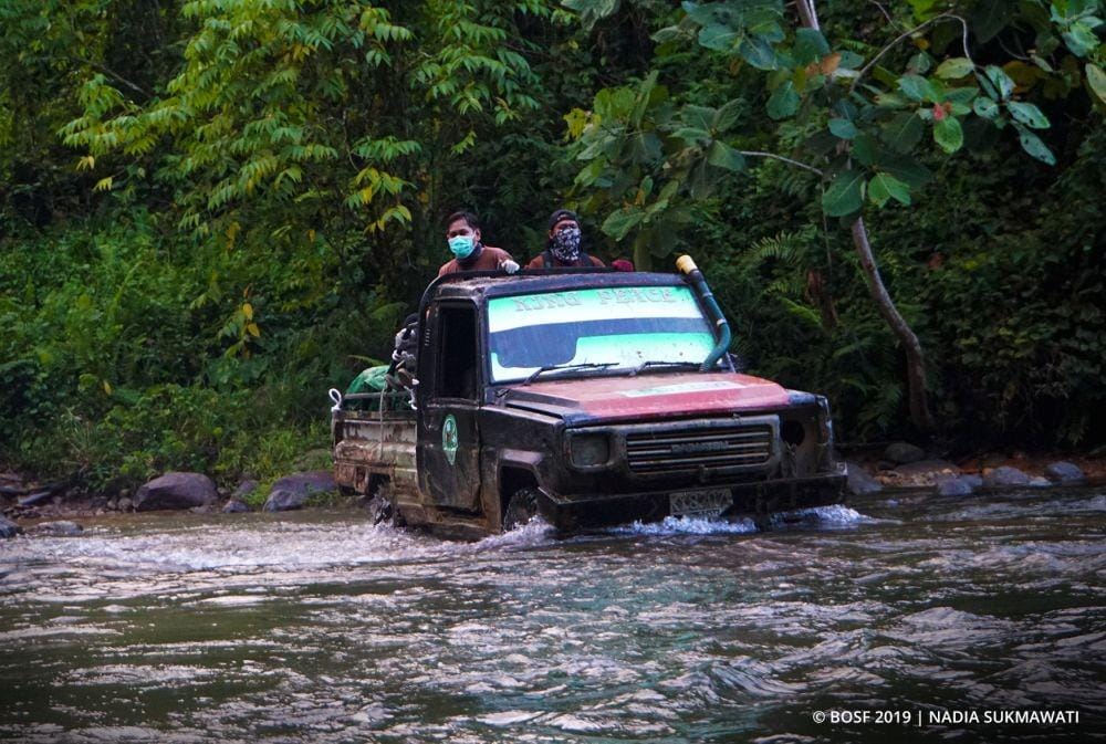 Tiga orang utan yang dilepasliarkan di Hutan Kehje Sewen diangkut menggunakan mobil. Sumber: Yayasan BOSF