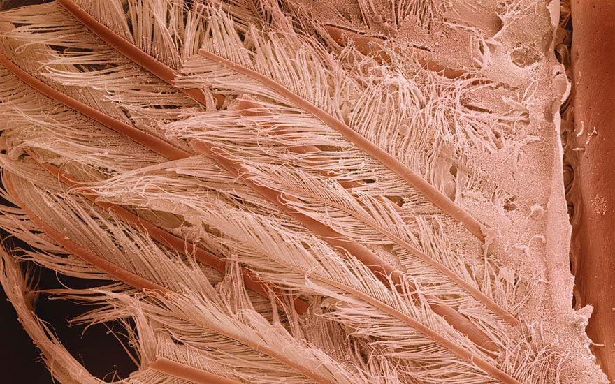 CarenAlpertFineart.com