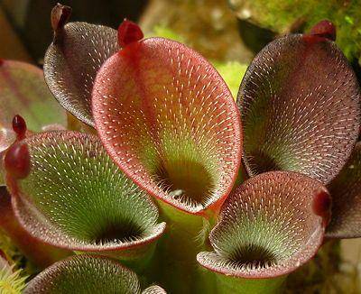 carnivorousplants.org