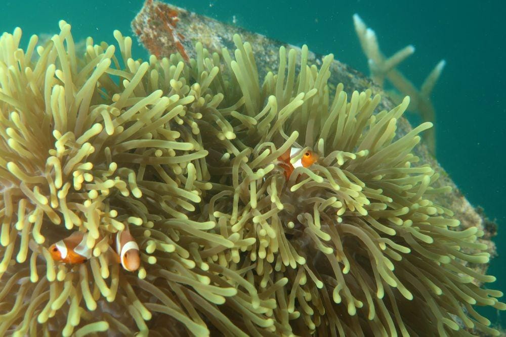 Dok. Yayasan Bina Lingkungan HDI