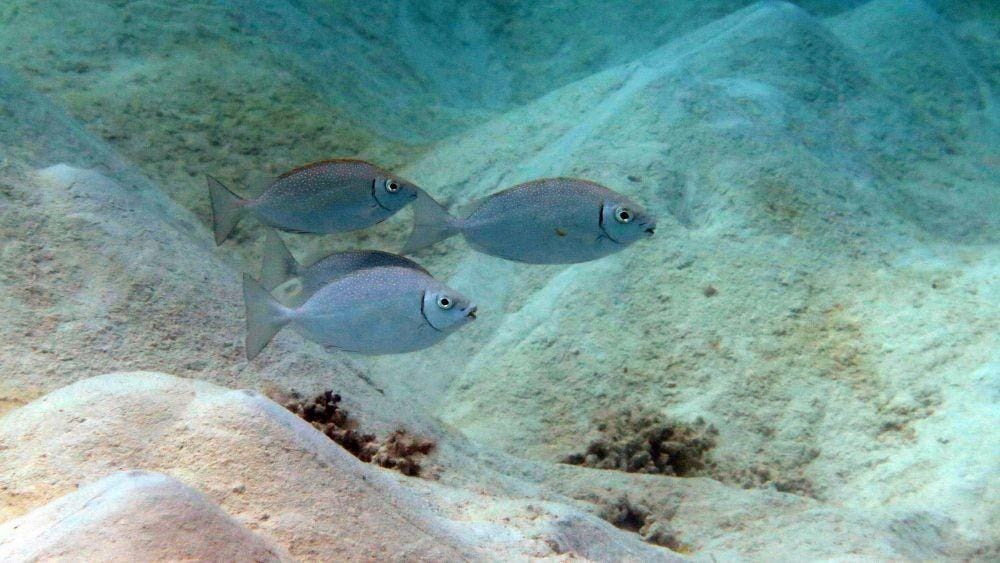 Dok. Yayasan Bina Lingkungan HDI