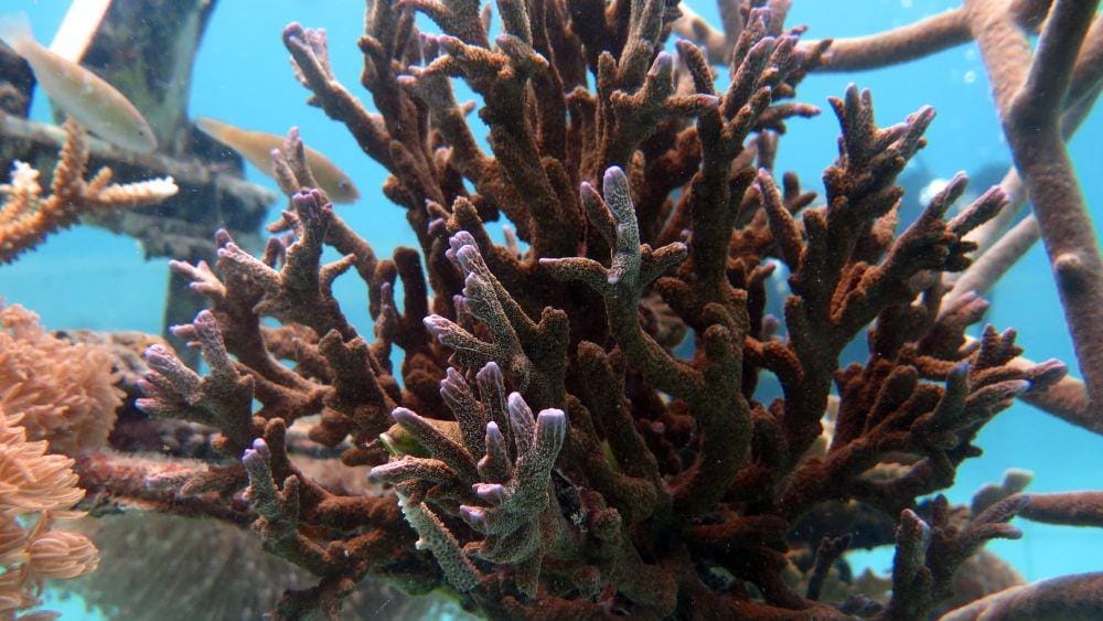 Dok. Yayasan Bina Lingkungan HDI