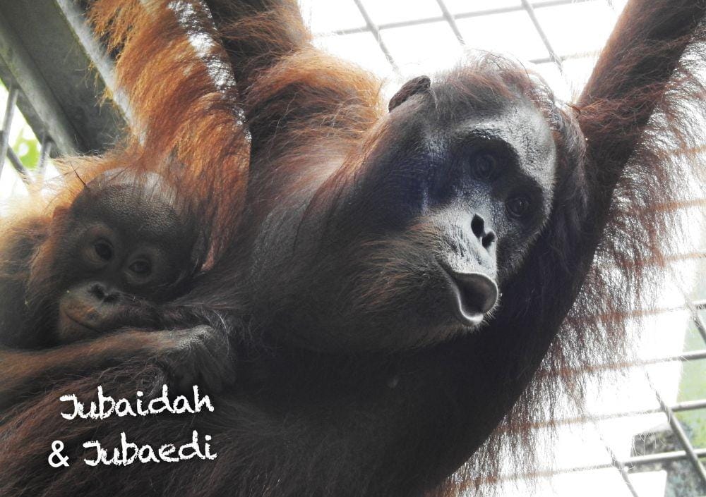 Ibu dan anak orang utan, Jubaedah dan Jubaedi, saat masih berada di dalam kandang. Sumber: Yayasan BOSF