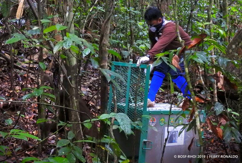Tiga orang utan dilepasliarkan di Hutan Kehje Sewen. Sumber: Yayasan BOSF