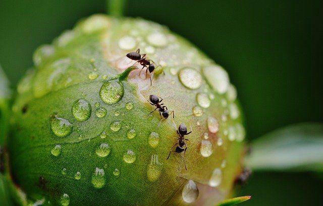 Pixabay/Alexas_Fotos