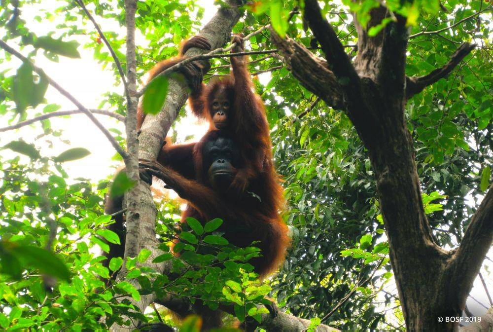 Pernah terluka, Jubaedah dan Jubaedi kini telah kembali ke habitat aslinya. Sumber: Yayasan BOSF