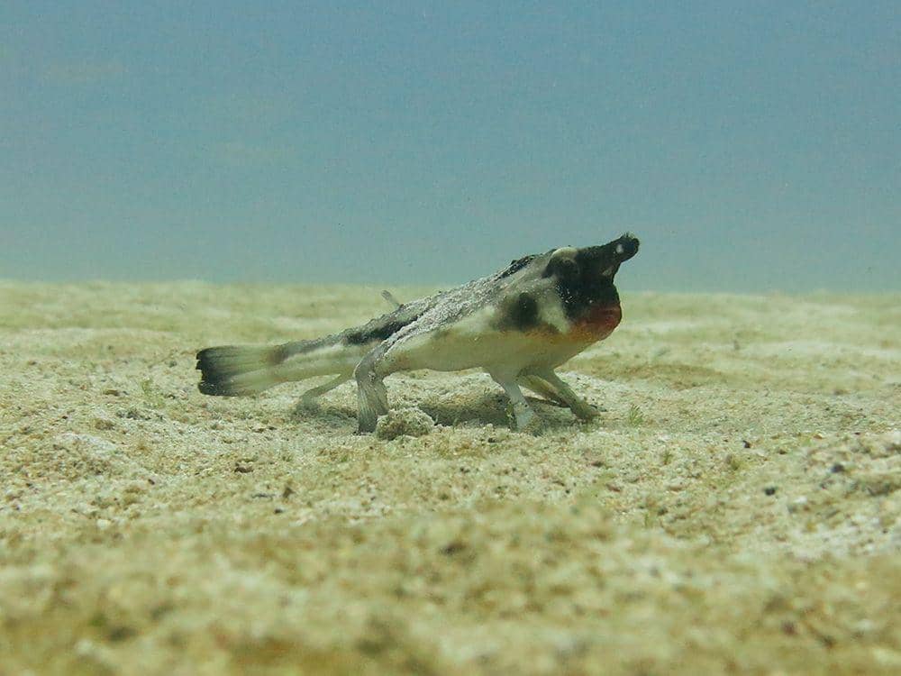 Galapagosconservation.org.uk/Sarah Han-de-Beaux