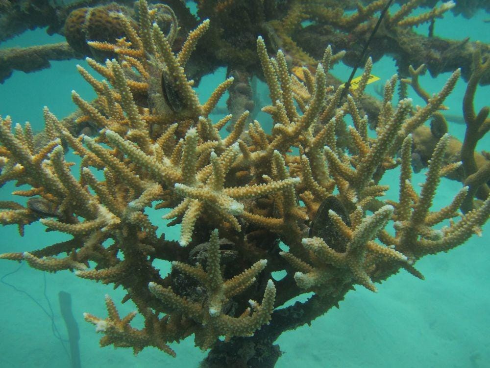 Dok. Yayasan Bina Lingkungan HDI