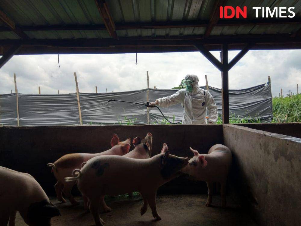 Petugas melakukan penyemprotan disinfektan ke peternakan babi di Kabupaten Karo (Prayugo Utomo/IDN Times)