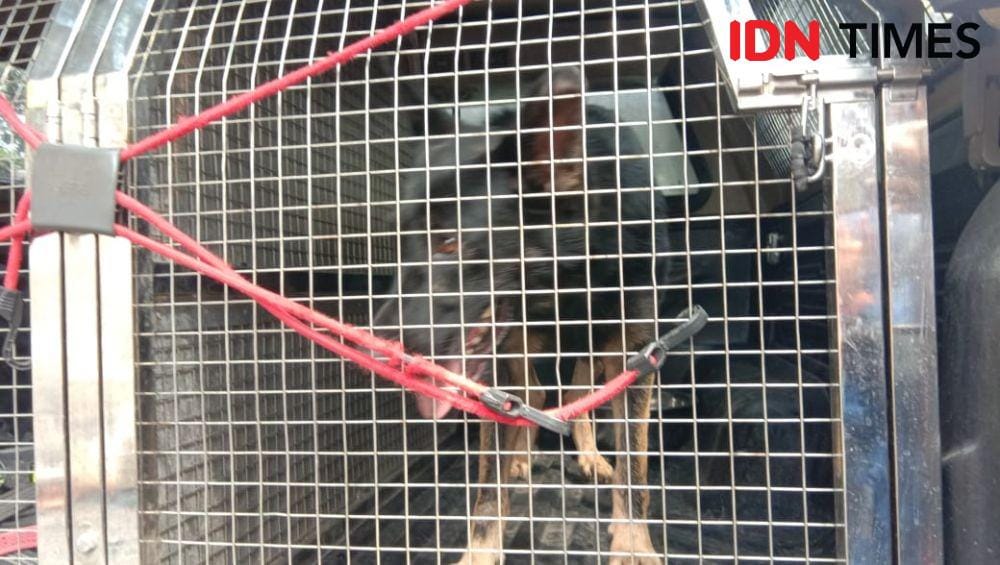 Anjing pelacak bantu olah TKP di Polrestabes Medan (IDN Times/Indah Permata Sari)
