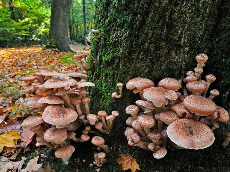 gardensillustrated.com