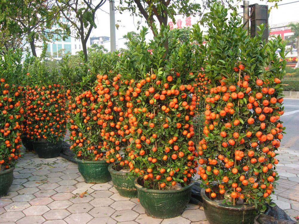 plantinstructions.com
