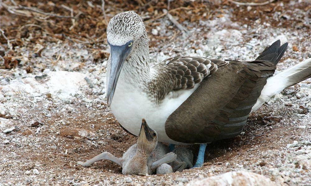 galapagosconservation.org.uk