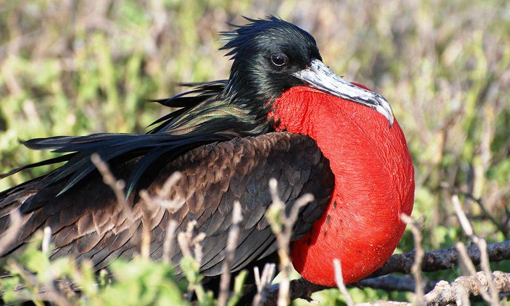 galapagosconservation.org.uk