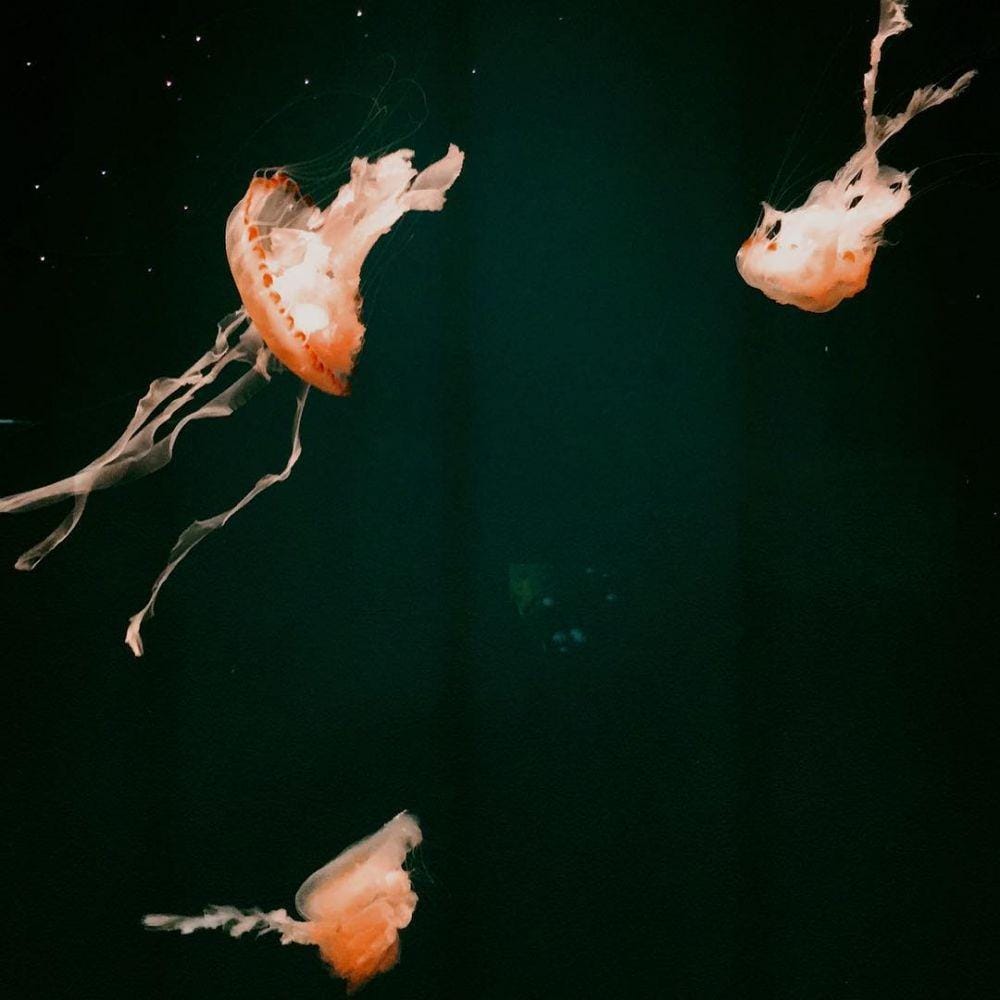 instagram.com/nydiabelinda_