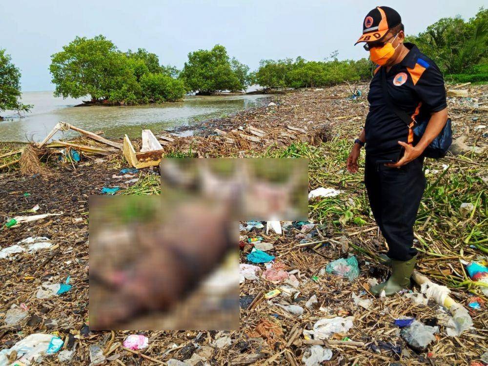 Bangkai babi juga ditemukan di kawasan Pantai Labu, Deli Serdang (Dok.IDN Times/istimewa)